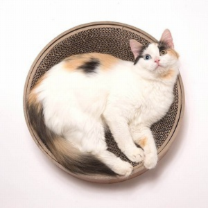 Necoichi Cozy Cat Scratcher Bowl, Oak Online Hot Sale