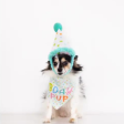 Pearhead Birthday Pup Small   Medium Bandana & Hat Set Supply