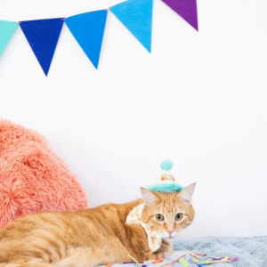 Pearhead Happy Purrday Cat Hat and Bowtie Set Online