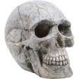 Bio Bubble Pets Llc - Human Skull Aquarium Ornament For Sale